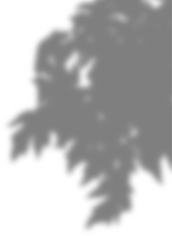 Plant Shadow Illustration
